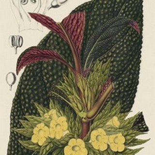 Begonia Varieties II