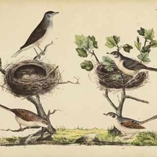 Wrens, Warblers & Nests I