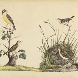 Wrens, Warblers & Nests II
