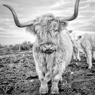Highland Cows V