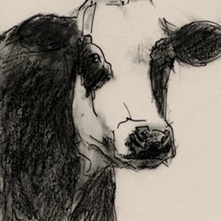 Cow Portrait Sketch I