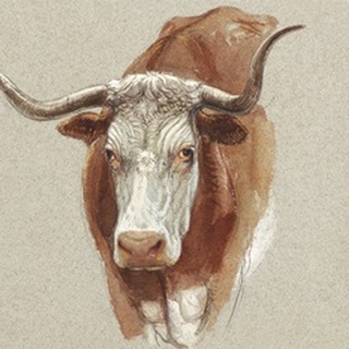 Colman Cow Portrait Study II