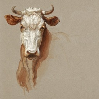 Colman Cow Portrait Study I
