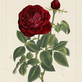 Van Houtteano Rose II