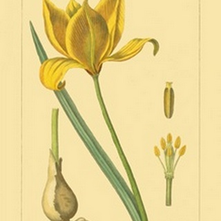 Tulipe Sauvage