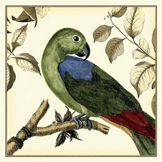 Tropical Parrot III