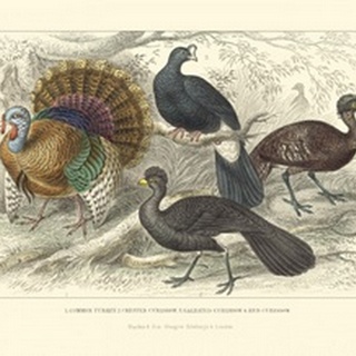 Turkey and Curassows