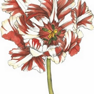 Tulip Beauty III