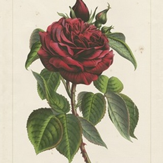 Van Houtteano Rose I