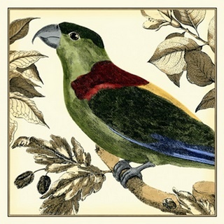 Tropical Parrot IV