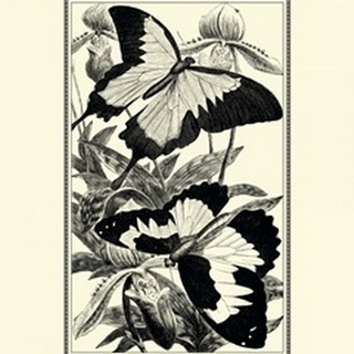 BandW Butterfly III
