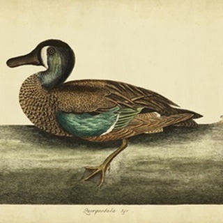 Catesby White-face Teal, Pl. T100