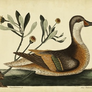 Catesby Ilatheria Duck, Pl. T93