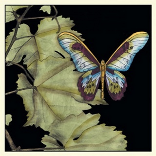 Butterfly on Vine II