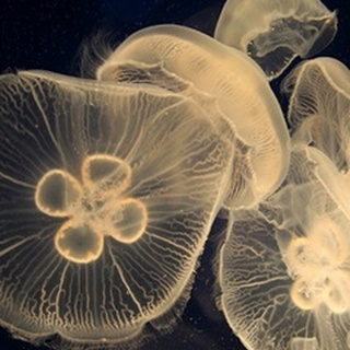 Graphic Jellyfish I