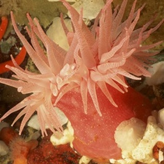 Graphic Sea Anemone I
