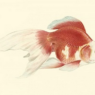 Fringetail Goldfish