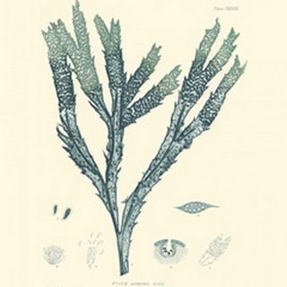 Nature Print in Aqua III