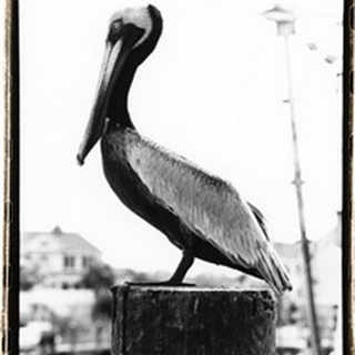 Pelican Perch