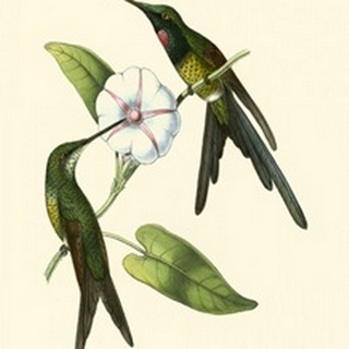 Delicate Hummingbird III