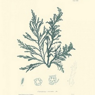 Nature Print in Aqua I