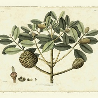 Delicate Botanical IV