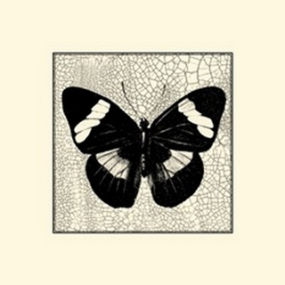 Classical Butterfly III