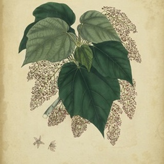 Engelmann Botanical VII