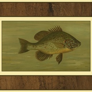 Common Sunfish