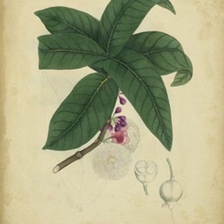 Engelmann Botanical V