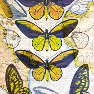 Butterfly Map I
