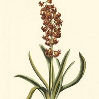 Antique Hyacinth VII