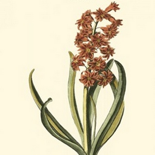 Antique Hyacinth V
