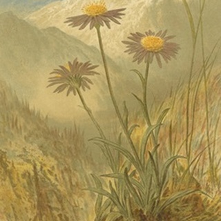 Alpine Florals III