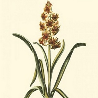Antique Hyacinth IX