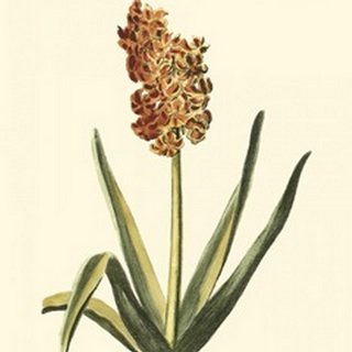 Antique Hyacinth XV