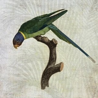 Parrot Jungle IV