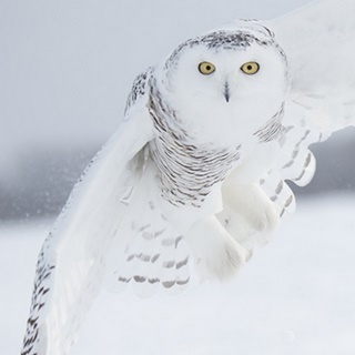 Owl in Flight I