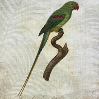 Parrot Jungle III