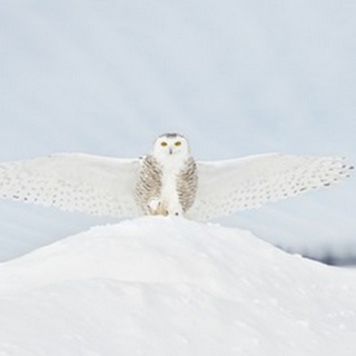 Owl in Flight III