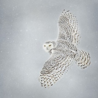 Owl in Flight II