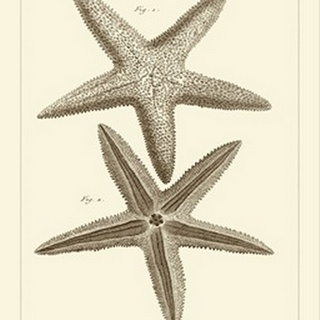 Striking Starfish I