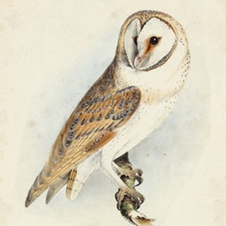 Meyer Barn Owl