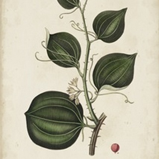 Medicinal Botany I