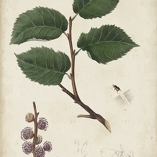 Medicinal Botany III