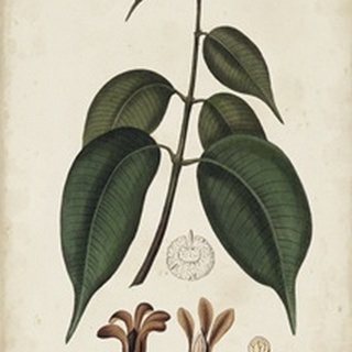 Medicinal Botany IV