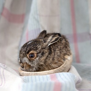 Baby Rabbit III