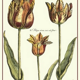 De Passe Tulipa I