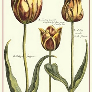 De Passe Tulipa II