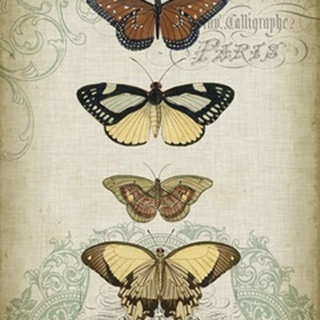 Cartouche and Butterflies I